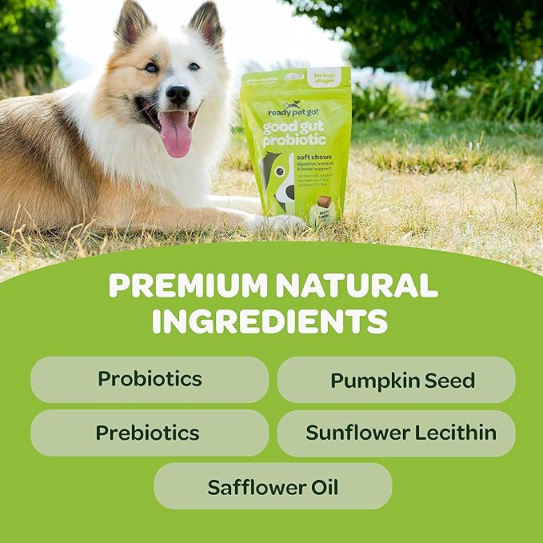 Gut Health Probiotic Chews for Dogs - Digestive Support