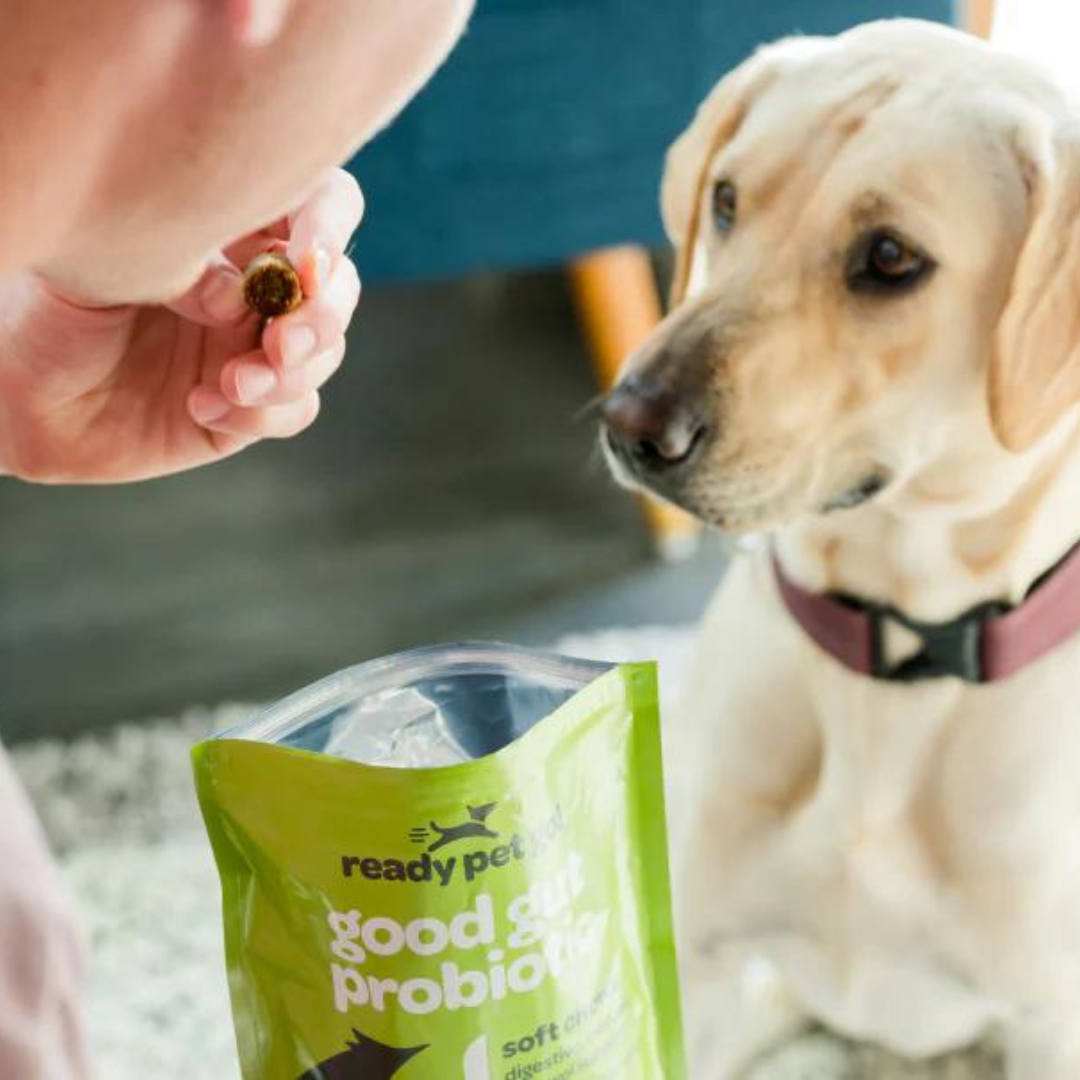 Gut Health Probiotic Chews for Dogs - Digestive Support