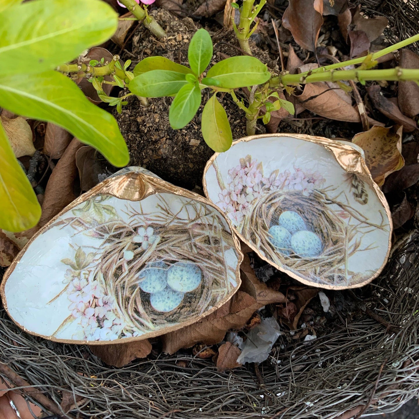 "Birds Nest" Serenity Shell